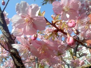 早咲きの桜.jpg