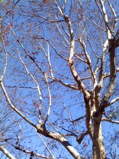 木と青空.jpg